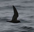 Black Storm-Petrel